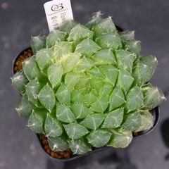 『BP』ハオルチア 菊の雫錦 オブツーサ錦