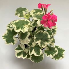 カラーリーフゼラニウム　フラワーオブスプリング　斑入り　ピンク花　　葉　室内