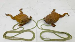 フロッグレザー フロッグスキン カエル革 エキゾチックレザー ショルダーバック 2025年最新】フロッグレザーの人気アイテム - メルカリ