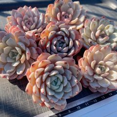 ㊱大きめ苗! 青鬼❣️そわそわ❣️もみじ飴❣️紅手鞠❣️6苗メルカリ便送料込 Hoshi 多肉植物 水曜日発送 - メルカリShops