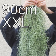 超特大サイズのスパニッシュモス（XXL）　（80cm）　チランジア　エアプランツ　ウスネオイデス　スワッグ　多肉植物