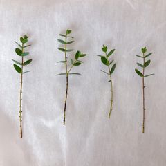 【3本セット】ユーカリ パルブラ　挿し穂