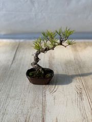 赤松　小品盆栽　あかまつ
