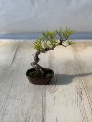 赤松（アカマツ）盆栽 SS005