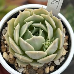 ★オリジナル交配！★ローラ×シムランス 多肉植物（抜き苗）自家受粉交配 国産
