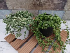 斑入りグリーンネックレスとグリーンネックレスの2個セット　9センチポット 第四種郵便物