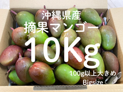 本日3ケース限定！まもなく終了！〈タイムSALE〉摘果マンゴー100-250g(Gurīnmangō)10Kg