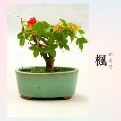 2025年最新】ミニ盆栽 楓 カエデの人気アイテム - メルカリ