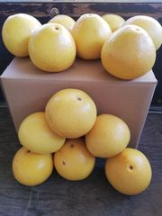 土佐文旦Mサイズ。約５kg。小さいけど食べやすいよ。(*･∀･*)農家直送便！