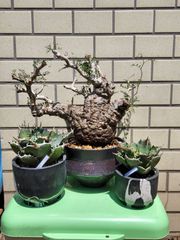 グラキリス☆発根済み！超良型！人気サイズ 年末大特価！ - メルカリ