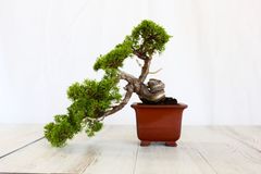 真柏　小品盆栽　しんぱく
