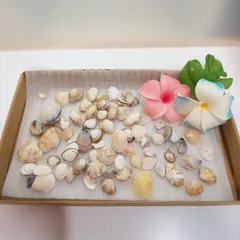 貝殻 アソート 詰め合わせ 一枚貝 二枚貝 B