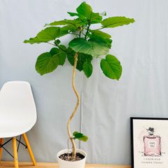 ［現品］17番  フィカス　ウンベラータ　曲がり　8号　観葉植物　室内　大型　ゴムの木　人気  かわいい　おしゃれ
