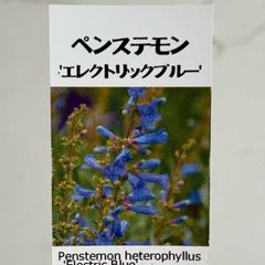 【宿根草】ペンステモン・エレクトリックブルー　3.5号ラベル苗