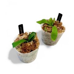 【特価！】胞子培養株|  ホワイトホーク &ウェンディフランク  | 子株セット