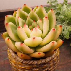 MA146	アメストロ錦	【イータニク】多肉植物　韓国苗　第四種郵便発送