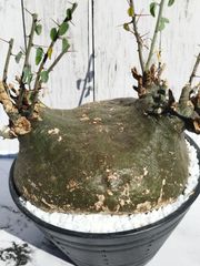 【偏平型・発根済み】アデニア・スピノーサ　Adenia spinosa