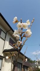 《《新品♢未開封》》IKEA ディヴリンゲ 1人掛けソファ 回転パーソナルチェア 新品♤未開封｝｝イケア ディヴリンゲ 1人掛けソファ 回転