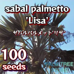 最新コレックション サバルヤシ種子200粒 サバルヤシ 種子 3,000粒 最