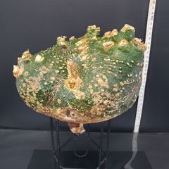K360【最新到着】Adenia　プセウドグロボーサ（M）（現地球・抜き苗）【塊根植物】アデニア　プセウドグロボーサ