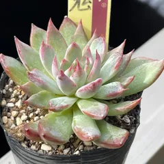 2025年最新】おらいさん苗 青鬼の人気アイテム - メルカリ