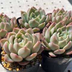 スリョン　多肉植物　エケベリア　1苗