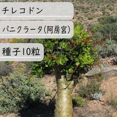 【種子】チレコドン・パニクラータ(阿房宮)　種子10粒