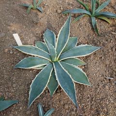 アガベ　アメリカーナ　マシュマロクリーム　直径約40㎝　AGAVE