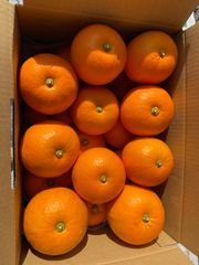 無農薬　橙　4キロ入り  18個