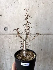 2025年最新】ボスウェリア ナナの人気アイテム - メルカリ