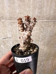 【現品限り】オトンナ・ヘレー 蛮鬼塔【J19】 Othonna herrei【植物】塊根植物 夏型 コーデックス