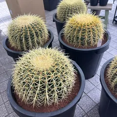 2025年最新】サボテン 金鯱の人気アイテム - メルカリ