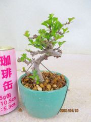 [讃岐屋緑兵衛] 小品盆栽 長寿梅 (42866均釉丸鉢)全高：14㎝ 宅配便発送