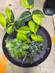 オキシカンジューム　ハートカズラ　ペペロミア　セット販売　お得　観葉植物　インテリア　グリーン