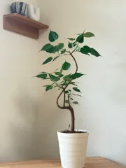 2025年最新】フィカスレリジオーサの人気アイテム - メルカリ