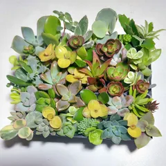 多肉植物セダム37種類セット【育成説明書付き】