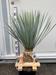 ユッカ マルデヌベス ロストラータ - メルカリ