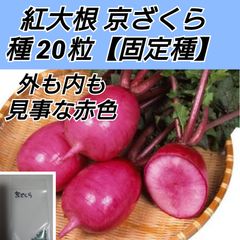 紅芯大根 京ざくら 種20粒 shop .