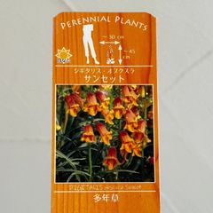 【宿根草】原種系ジギタリス・オブスクラ 'サンセット'　3号ラベル苗