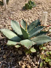 2025年最新】アガベ パリーホーチエンシスの人気アイテム - メルカリ 