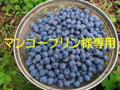 マンゴープリン様専用　無農薬生食用ブルーベリーミックス1㌔プラスα！♪