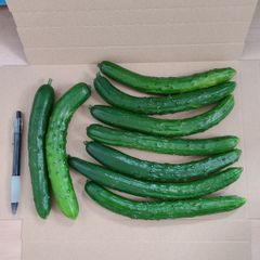 現品発送！訳ありきゅうり　800g