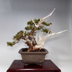 糸魚川真柏　貴風盆栽　樹高25cm　2702