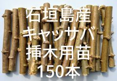 ☆キャッサバ挿木用苗木(穂木)150本入り☆(黄色系スイート種)・沖縄県石垣島産
