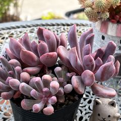 多肉植物 ☘️ トップシーデビー いっぱい 抜き苗
