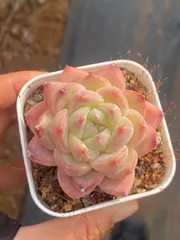 2026年最新】多肉 ピンクジェニーの人気アイテム - メルカリ