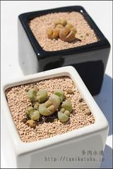 菊水玉 C272 リトープス Mサイズ 5.5ｃｍポット Lithops meyeri C272 多肉植物 多肉永遠