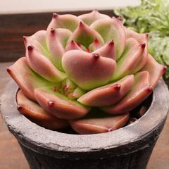 MA140	スペースローズ	【イータニク】多肉植物　韓国苗　第四種郵便発送