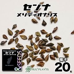 種子20粒　センナメリディオナリス種　塊根植物