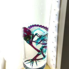 C品 透明骨格標本 マウス カエル セット - メルカリ